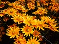 Bright Orange Sunflowers