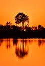 Bright orange sunset reflected in calm water of Pine Glades Lake in Everglades. Royalty Free Stock Photo