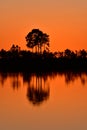 Bright orange sunset reflected in calm water of Pine Glades Lake in Everglades. Royalty Free Stock Photo