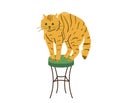 Bright orange tabby cat with green eyes standing on chair. Cats like to climb higher. Vector illustration in simple