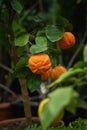 Bright orange tangerine fruit on the branch citrus tree Royalty Free Stock Photo