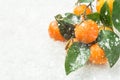 Bright orange tangerines on branches with green leaves falling snow. Winter Christmas New Year holiday scene. Greeting card Royalty Free Stock Photo