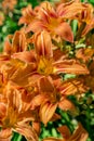 Bright orange tiger lilies close-up in garden Royalty Free Stock Photo