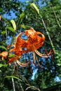 Bright orange tiger Lily on background of sky and trees Royalty Free Stock Photo