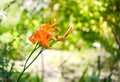 Bright orange tiger lily flower cultivar Splendens, Flore Pleno in the garden. Royalty Free Stock Photo