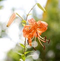 Bright orange tiger lily flower cultivar Splendens, Flore Pleno in the garden. Royalty Free Stock Photo