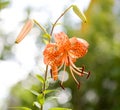 Bright orange tiger lily flower cultivar Splendens, Flore Pleno in the garden. Royalty Free Stock Photo