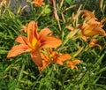 Bright orange tiger lily flower detail Royalty Free Stock Photo