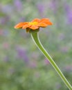 Bright Orange Tithonia Flower In Soft Focus Flower Garden