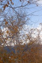 Bright orange trees against blue sky with clouds Royalty Free Stock Photo