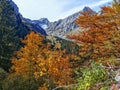 Bright orange trees with snowy alp mountains Royalty Free Stock Photo