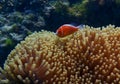 Bright orange tropical fish over large anemone with coral reef Royalty Free Stock Photo
