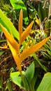 Bright orange tropical flower Heliconia hirsuta. Royalty Free Stock Photo