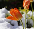 bright orange tulips covered with melted snow on a sunny april day when the winter came back for a while Royalty Free Stock Photo