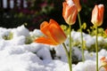 bright orange tulips covered with snow on a sunny april day when the winter came back for a while Royalty Free Stock Photo