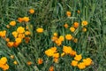 Bright orange vibrant vivid golden California poppies, seasonal spring native plant, close of wildflowers in bloom Royalty Free Stock Photo