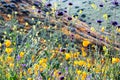 Bright orange vibrant vivid golden California poppies, seasonal spring native plants, close up of purple and yellow wildflowers in Royalty Free Stock Photo