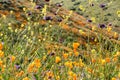 Bright orange vibrant vivid golden California poppies, seasonal spring native plants, close up of purple and yellow wildflowers in