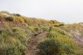 Bright orange vibrant vivid golden California poppies, seasonal spring native plants, purple and white wildflowers in bloom along Royalty Free Stock Photo