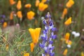 Bright orange vibrant vivid golden California poppies, seasonal spring native plant, wildflower in bloom close up purple lupine Royalty Free Stock Photo