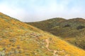 Bright orange vibrant vivid golden California poppies, seasonal spring native plants wildflowers in bloom, misty morning hillside Royalty Free Stock Photo