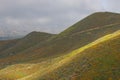 Bright orange vibrant vivid golden California poppies, seasonal spring native plants wildflowers in bloom, misty morning hillside Royalty Free Stock Photo