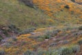 Bright orange vibrant vivid golden California poppies, seasonal spring native plants wildflowers in bloom Royalty Free Stock Photo