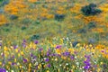 Bright orange vibrant vivid golden California poppies, seasonal spring native plants wildflowers in bloom Royalty Free Stock Photo
