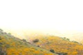 Bright orange vibrant vivid golden California poppies, seasonal spring native plants wildflowers in bloom, stunning hillside