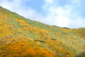 Bright orange vibrant vivid golden California poppies, seasonal spring native plants wildflowers in bloom, stunning hillside Royalty Free Stock Photo