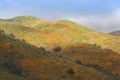 Bright orange vibrant vivid golden California poppies, seasonal spring native plants wildflowers in bloom, stunning hillside Royalty Free Stock Photo