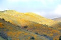 Bright orange vibrant vivid golden California poppies, seasonal spring native plants wildflowers in bloom, stunning hillside Royalty Free Stock Photo