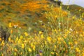 Bright orange vibrant vivid golden California poppies, seasonal spring native plants wildflowers in bloom, stunning hillside Royalty Free Stock Photo