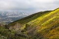 Bright orange vibrant vivid golden California poppies, seasonal spring native plants wildflowers in bloom, stunning hillside Royalty Free Stock Photo