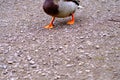 Duck feet on gravel pathway