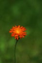 bright orange wildflower, pilosella aurantiaca, orange hawk bit