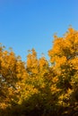 bright orange yellow autumn leaves in early fall on clear blue sky background, earth tones color palette Royalty Free Stock Photo