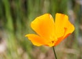 Bright orange-yellow California Poppy (Eschscholzia californica) Royalty Free Stock Photo