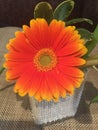 Bright Orange And Yellow Gerber Daisy Flower Royalty Free Stock Photo