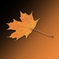 Bright orange yellow gold sugar maple leaf