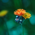 Bright orange-yellow hawkweed Rotgold Hybrids (Pilosella aurantiaca) Royalty Free Stock Photo