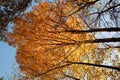 Bright orange and yellow leaves on a tree in a park in autumn Royalty Free Stock Photo