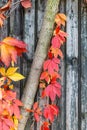 Bright orange, yellow, red leaves of maiden grapes its way along tree trunk. Selective focus. Colorful autumn background Royalty Free Stock Photo