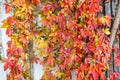 Bright orange, yellow, red leaves of maiden grapes its way along the wall of village house. Colorful autumn background Royalty Free Stock Photo