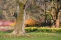 Bright orange and yellow stems of dogwood and salix gowing around the lake at Wisley, Surrey UK. Daffodils grow in the grass.