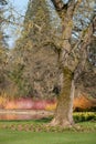 Bright orange and yellow stems of dogwood and salix gowing around the lake at Wisley, Surrey UK. Daffodils grow in the grass.