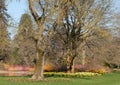 Bright orange and yellow stems of dogwood and salix gowing around the lake at Wisley, Surrey UK. Daffodils grow in the grass.