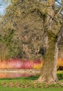 Bright orange and yellow stems of dogwood and salix gowing around the lake at Wisley, Surrey UK. Daffodils grow in the grass.