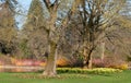 Bright orange and yellow stems of dogwood and salix gowing around the lake at Wisley, Surrey UK. Daffodils grow in the grass.