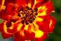 Tagetes Royalty Free Stock Photo